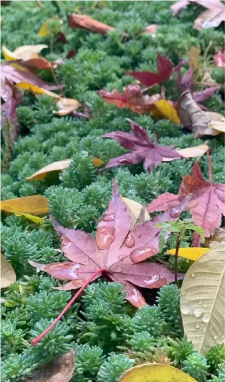 sou - 書斎、ときどき___の小部屋 -